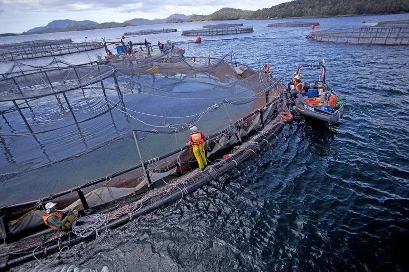 Industria Salmonera